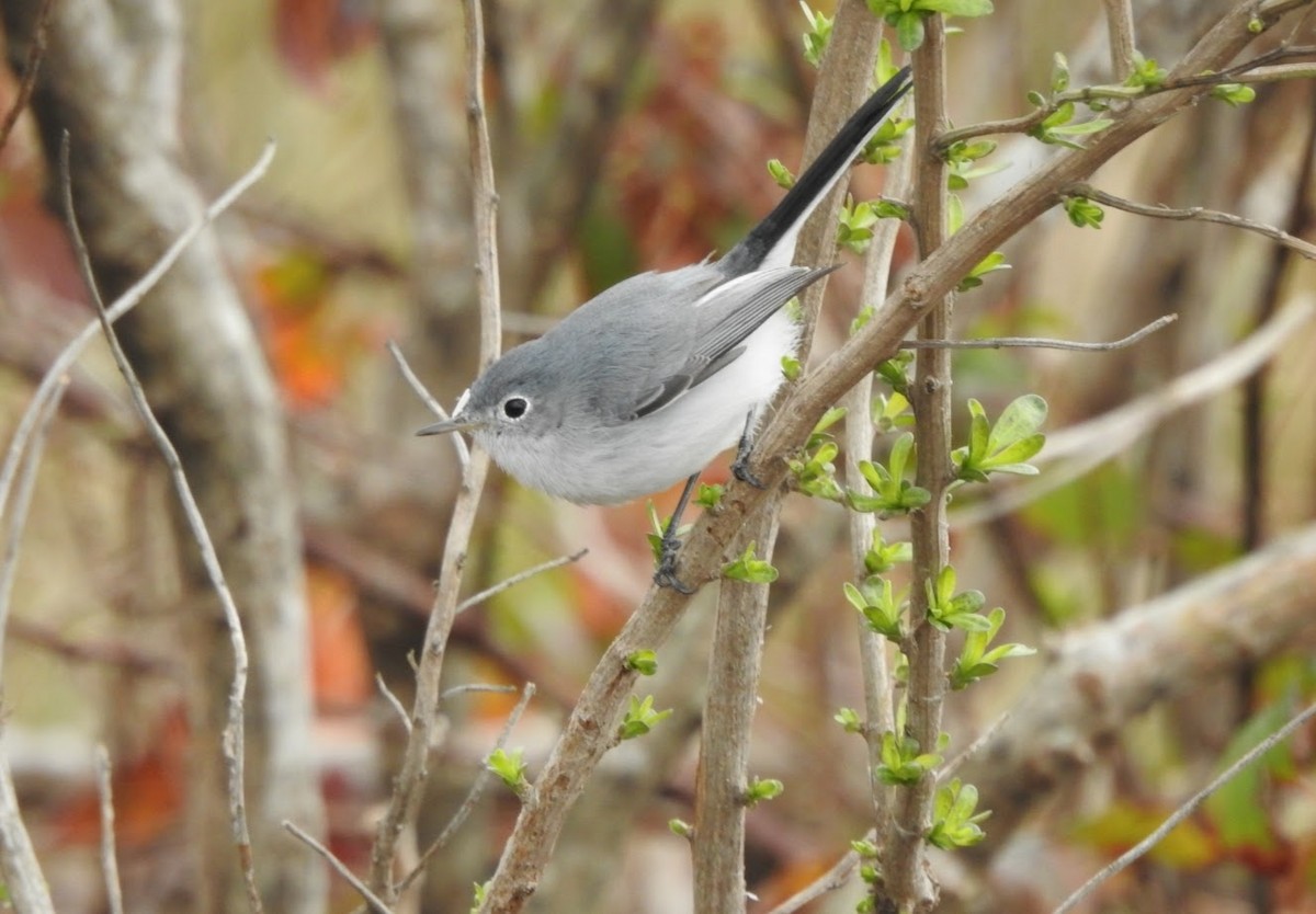 Blue-gray Gnatcatcher - Matt Kennedy