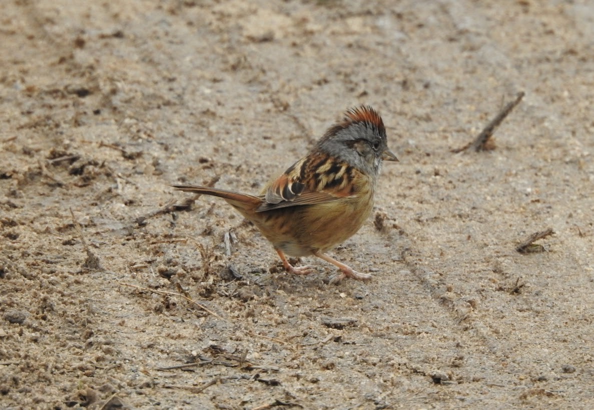 Swamp Sparrow - ML613333869