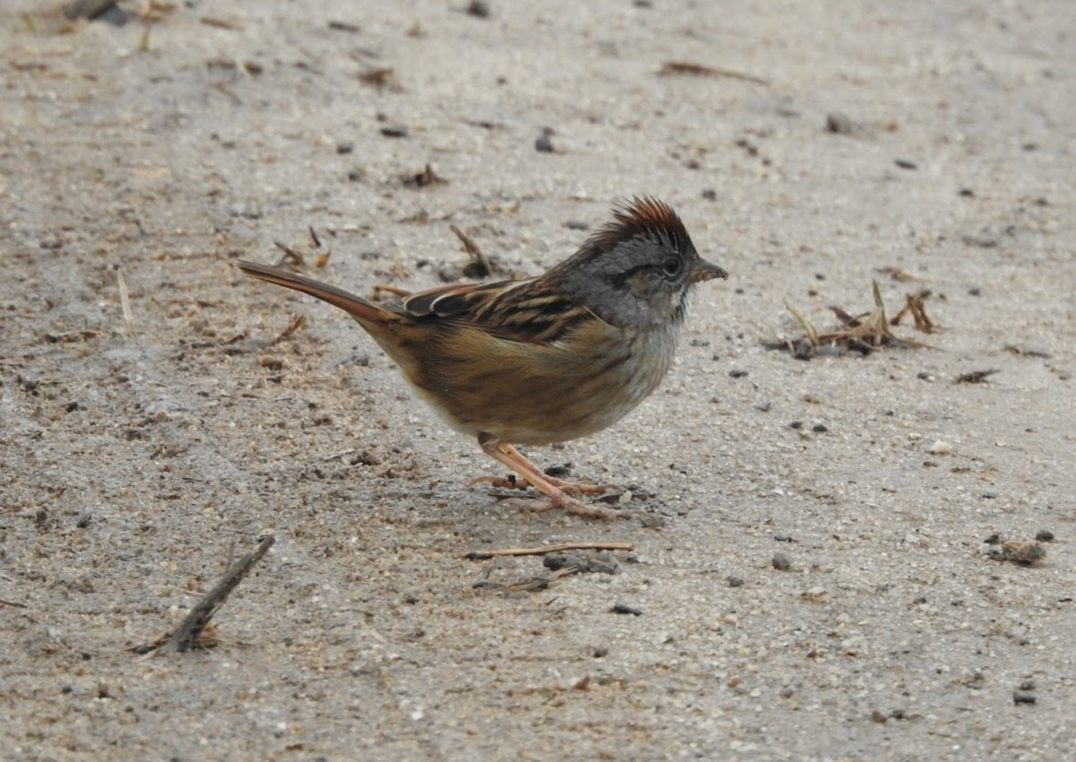 Swamp Sparrow - ML613333872