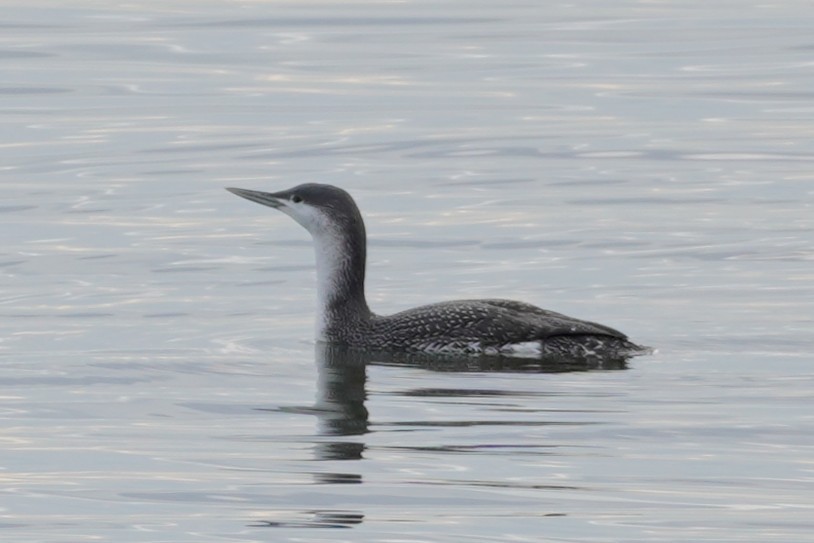 Red-throated Loon - Liam Irwin
