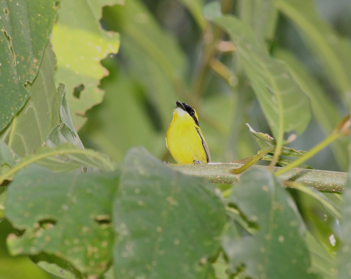 Yellow-browed Tody-Flycatcher - ML613333915