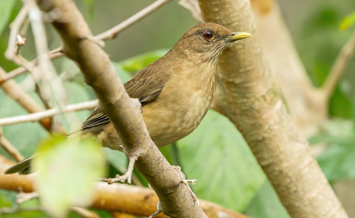 Clay-colored Thrush - ML613334017