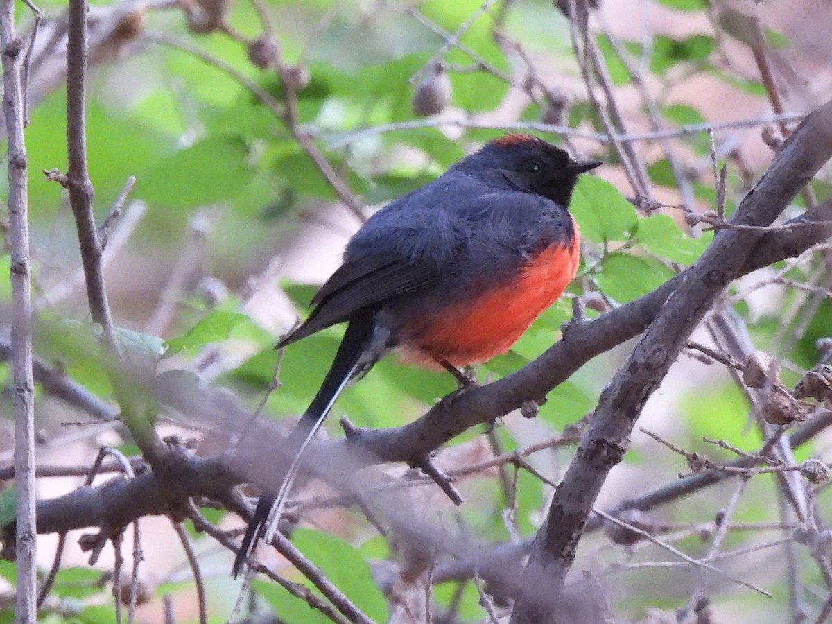 Slate-throated Redstart - ML613334022