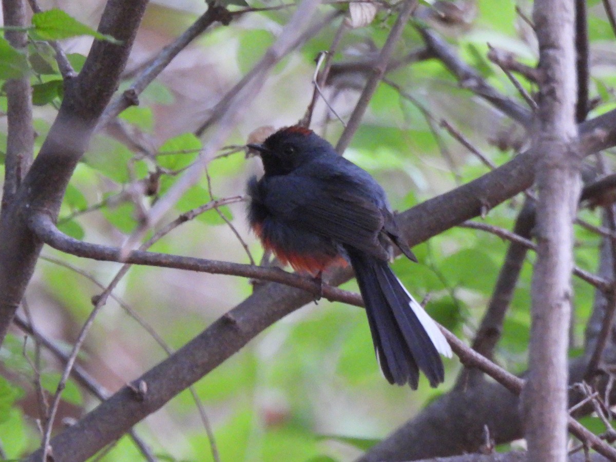 Slate-throated Redstart - ML613334023