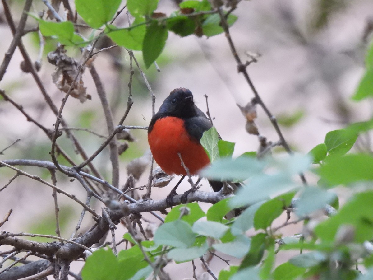 Slate-throated Redstart - ML613334024