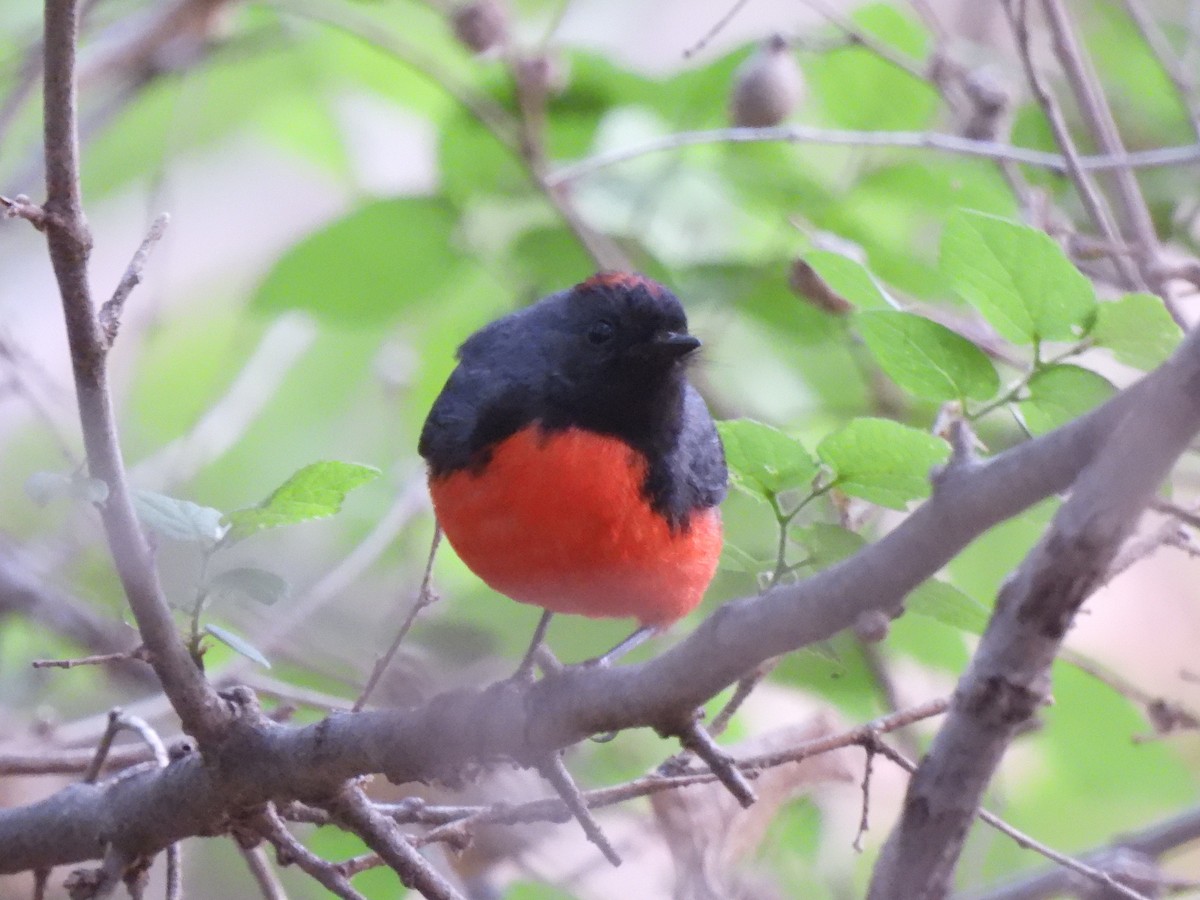 Slate-throated Redstart - ML613334025