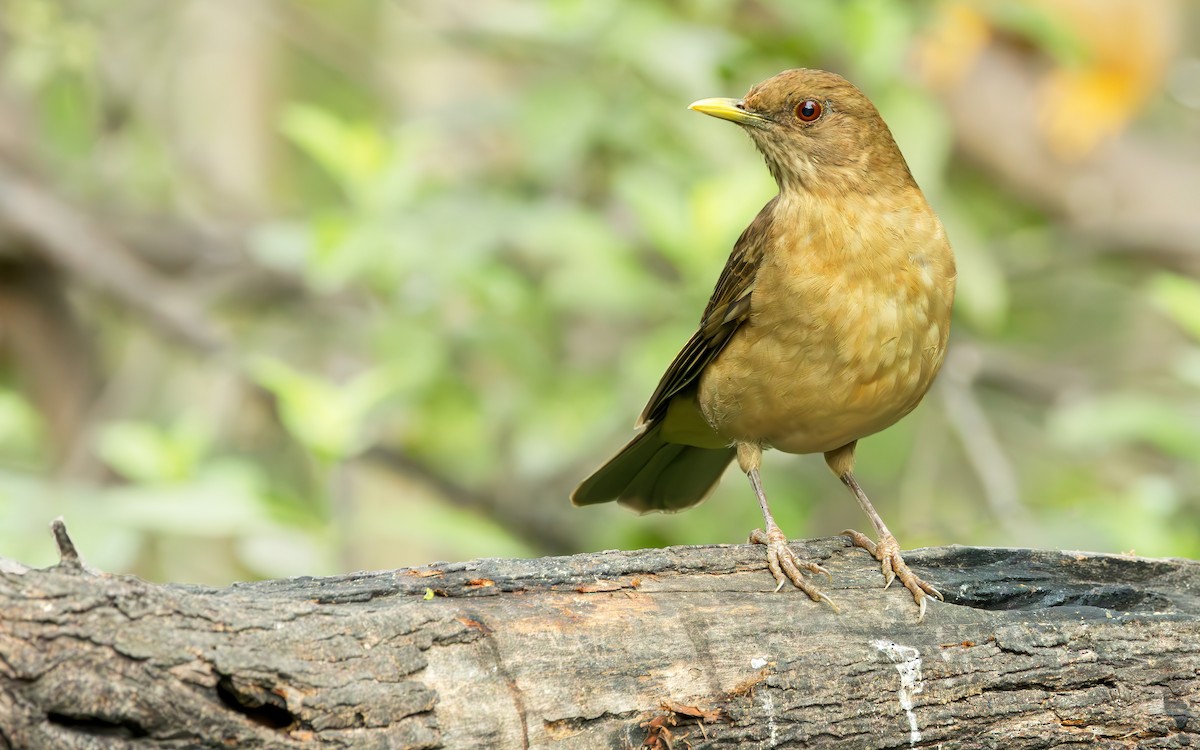 Clay-colored Thrush - ML613334038