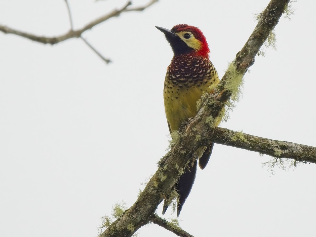 Crimson-mantled Woodpecker - ML613334058