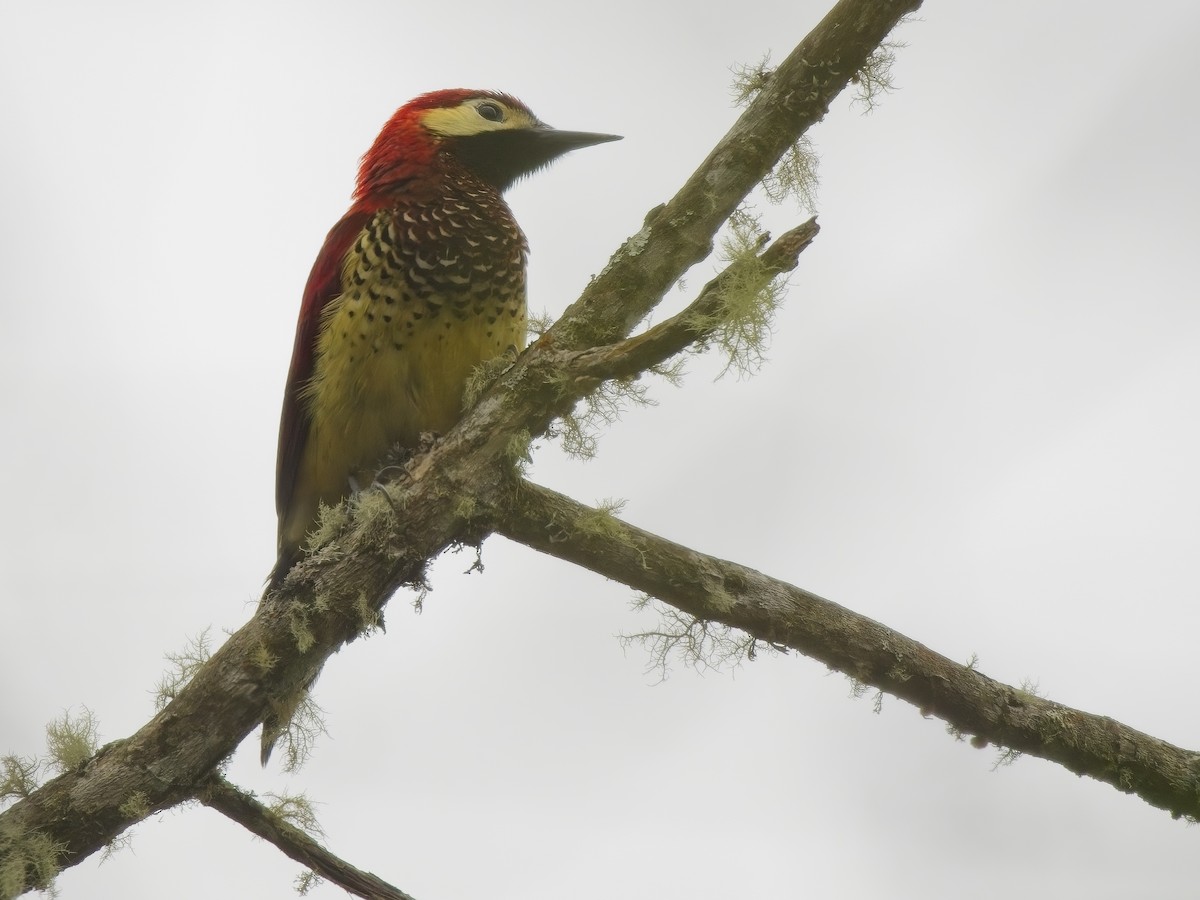 Crimson-mantled Woodpecker - ML613334059