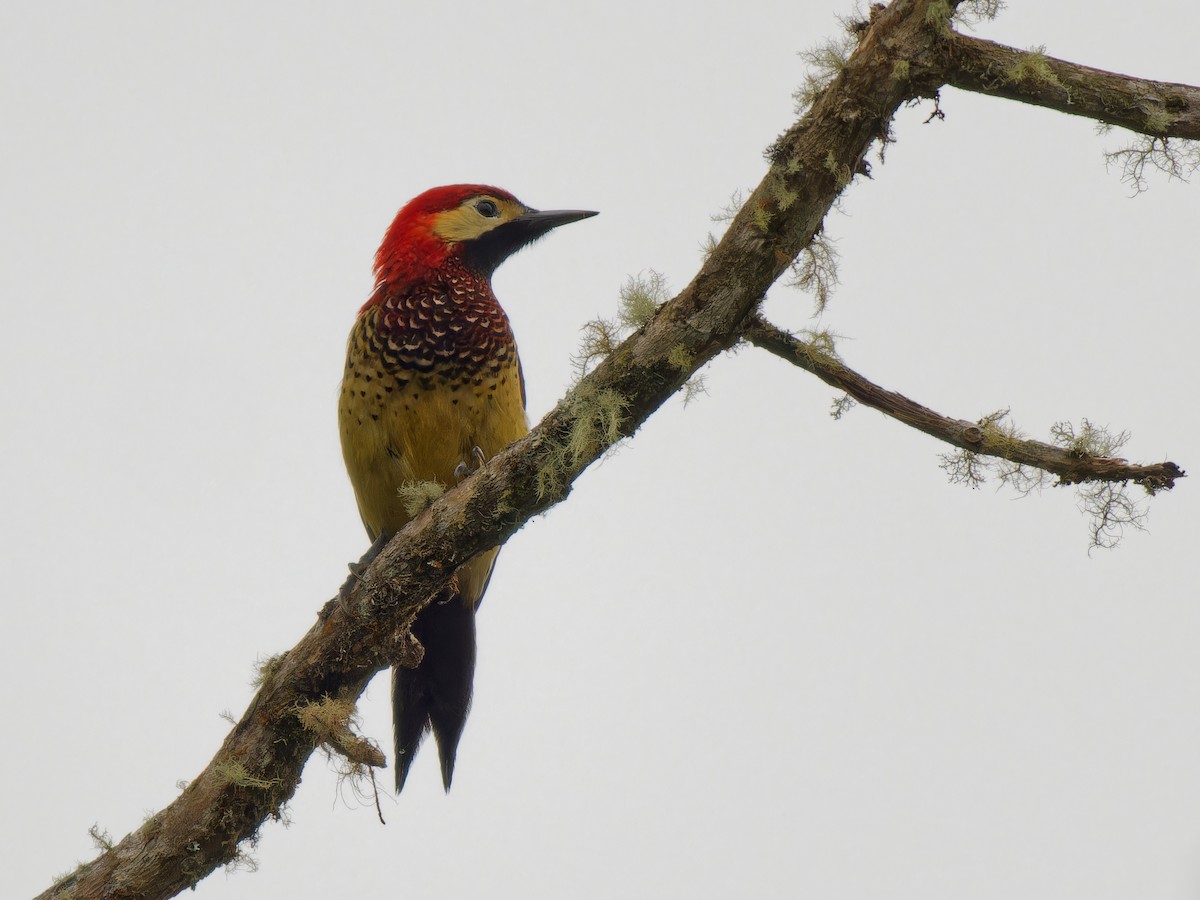 Crimson-mantled Woodpecker - ML613334060