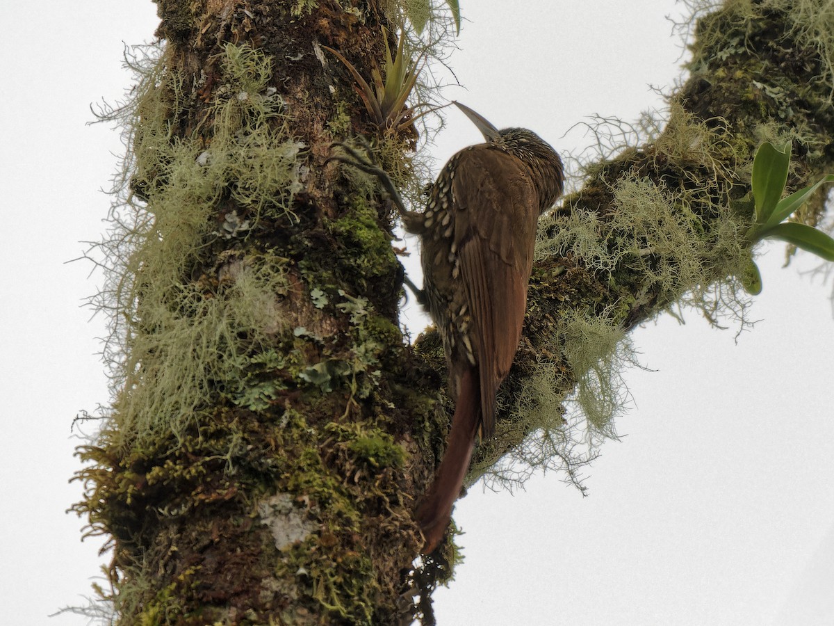 Olive-backed Woodcreeper - ML613334082