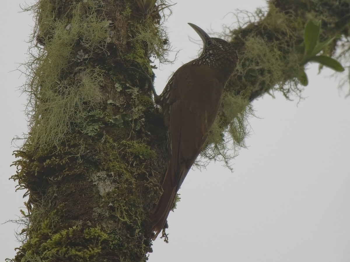 Olive-backed Woodcreeper - Chris Allen