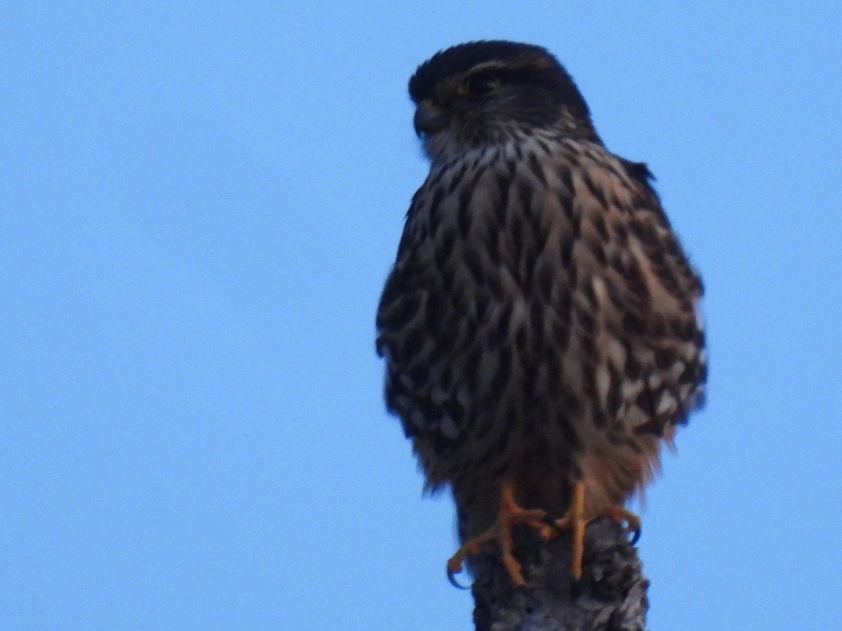 コチョウゲンボウ（columbarius） - ML613334147