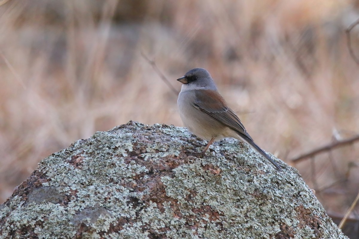 Junco Ojioscuro (dorsalis) - ML613334175