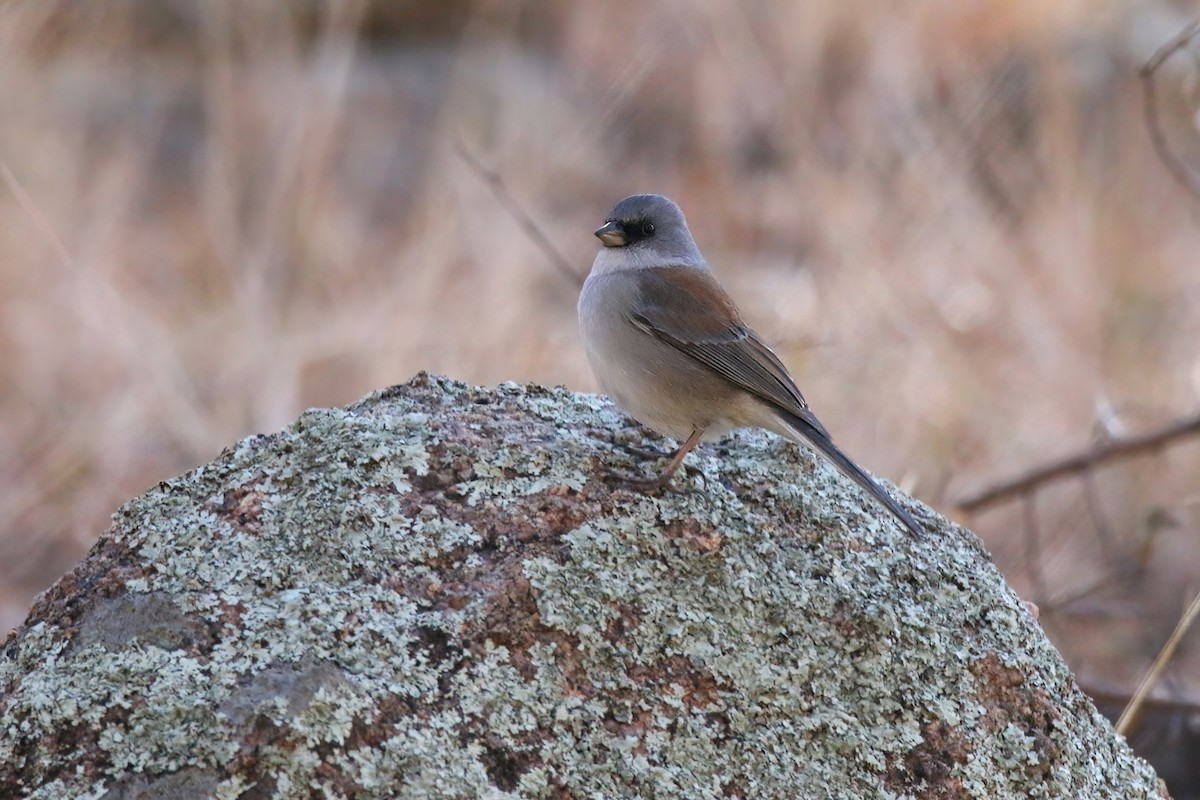 Junco Ojioscuro (dorsalis) - ML613334177