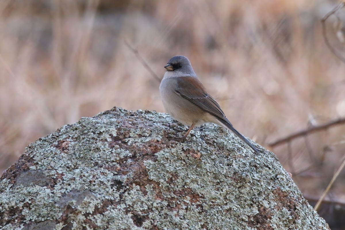 Dark-eyed Junco (Red-backed) - ML613334178