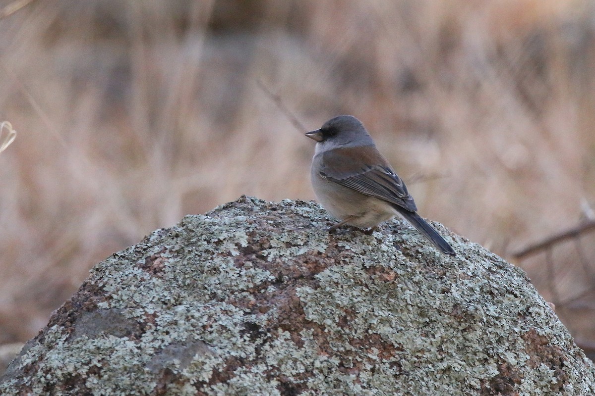 Dark-eyed Junco (Red-backed) - ML613334179