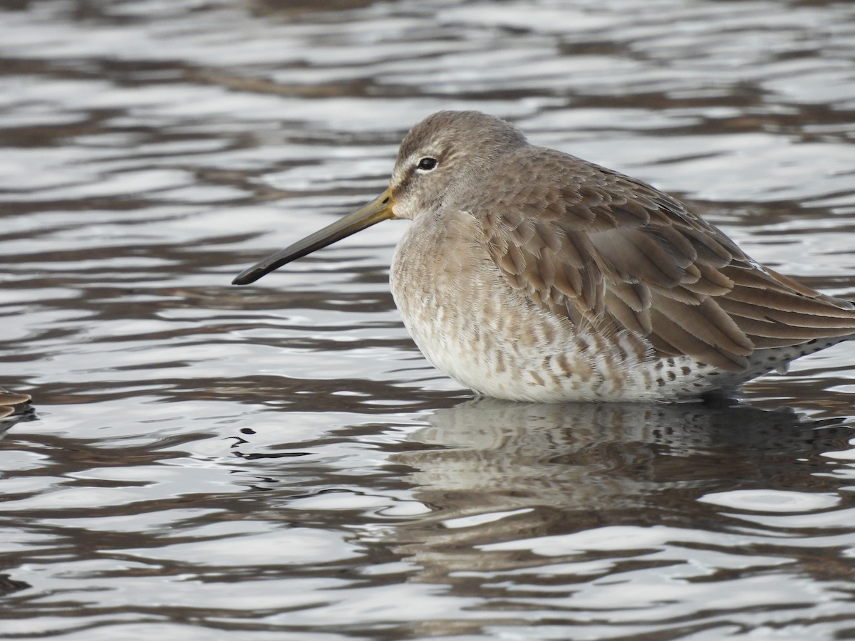 Long-billed Dowitcher - ML613334180