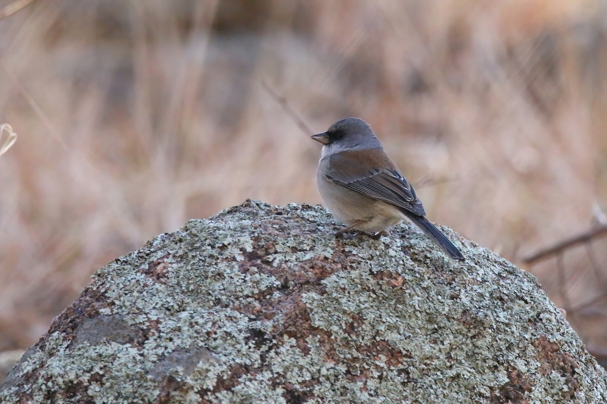 Dark-eyed Junco (Red-backed) - ML613334181