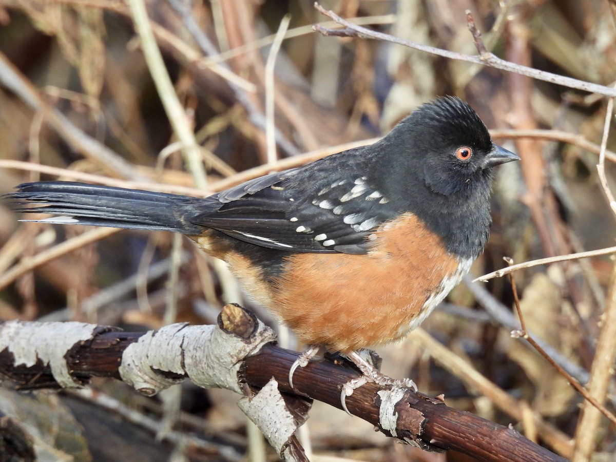 Spotted Towhee - ML613334221