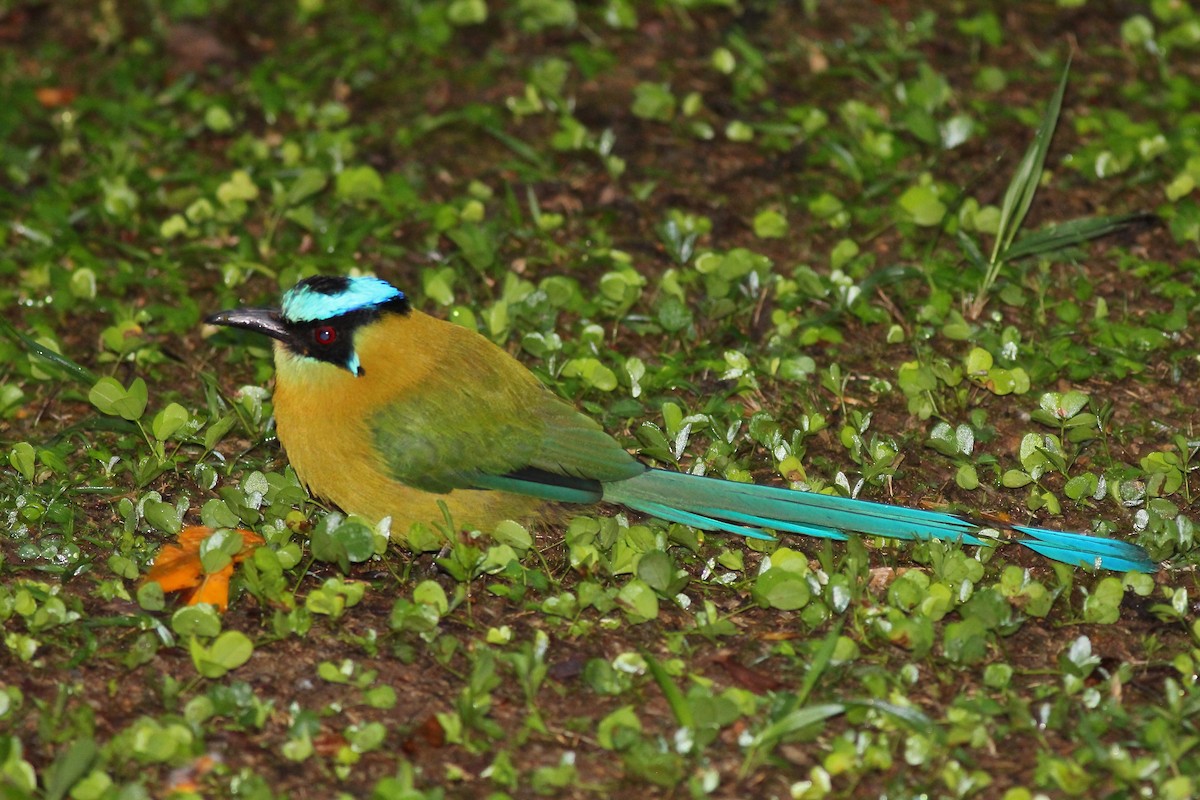 blåpannemotmot - ML613334282