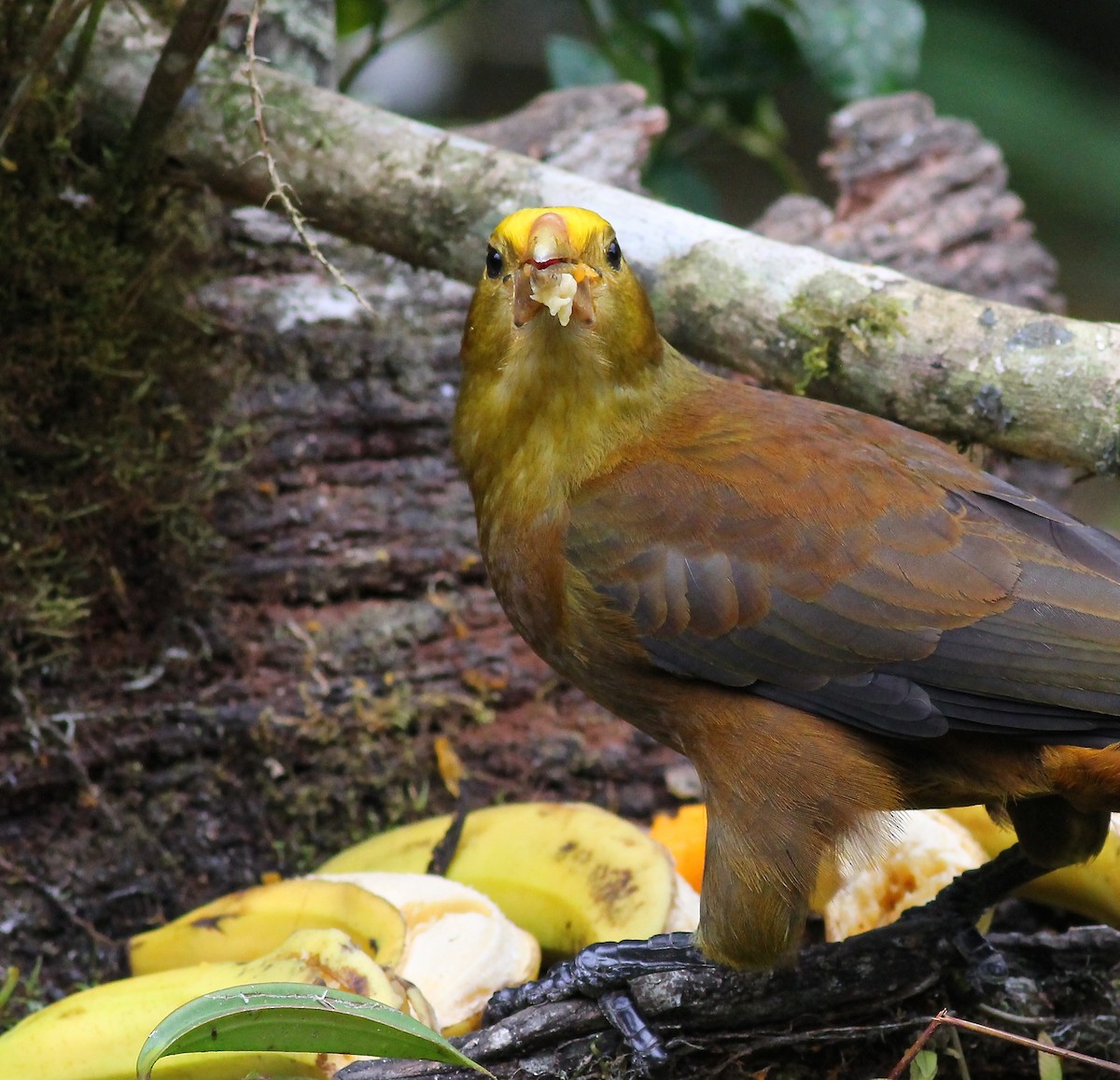 Russet-backed Oropendola - Terry Master