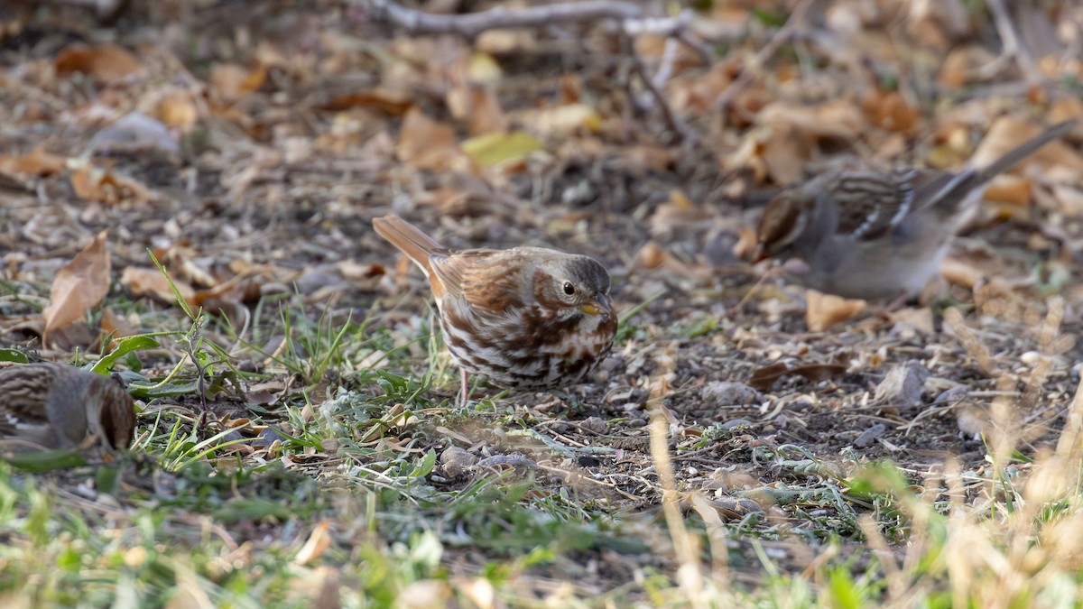Fox Sparrow (Red) - ML613334321