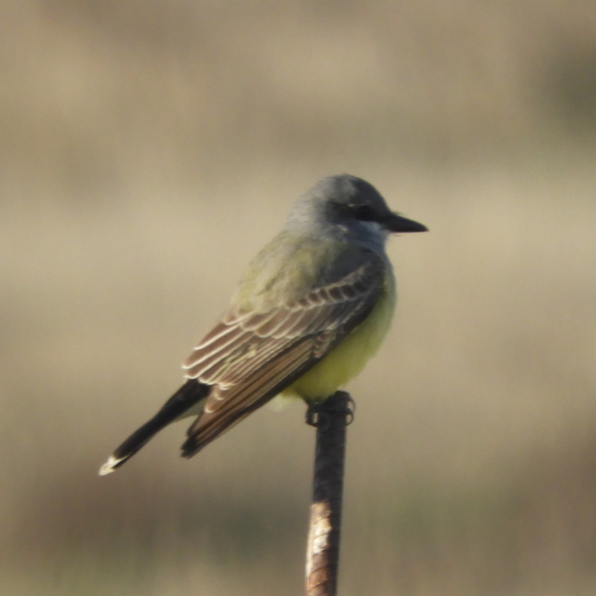 Cassin's Kingbird - Dale Swanberg