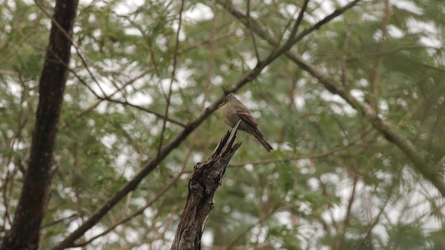 Greater Pewee - ML613334416