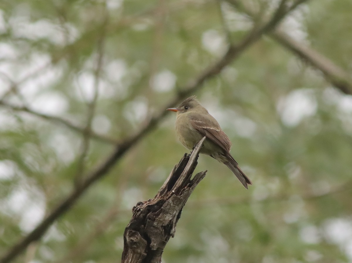 Greater Pewee - ML613334426