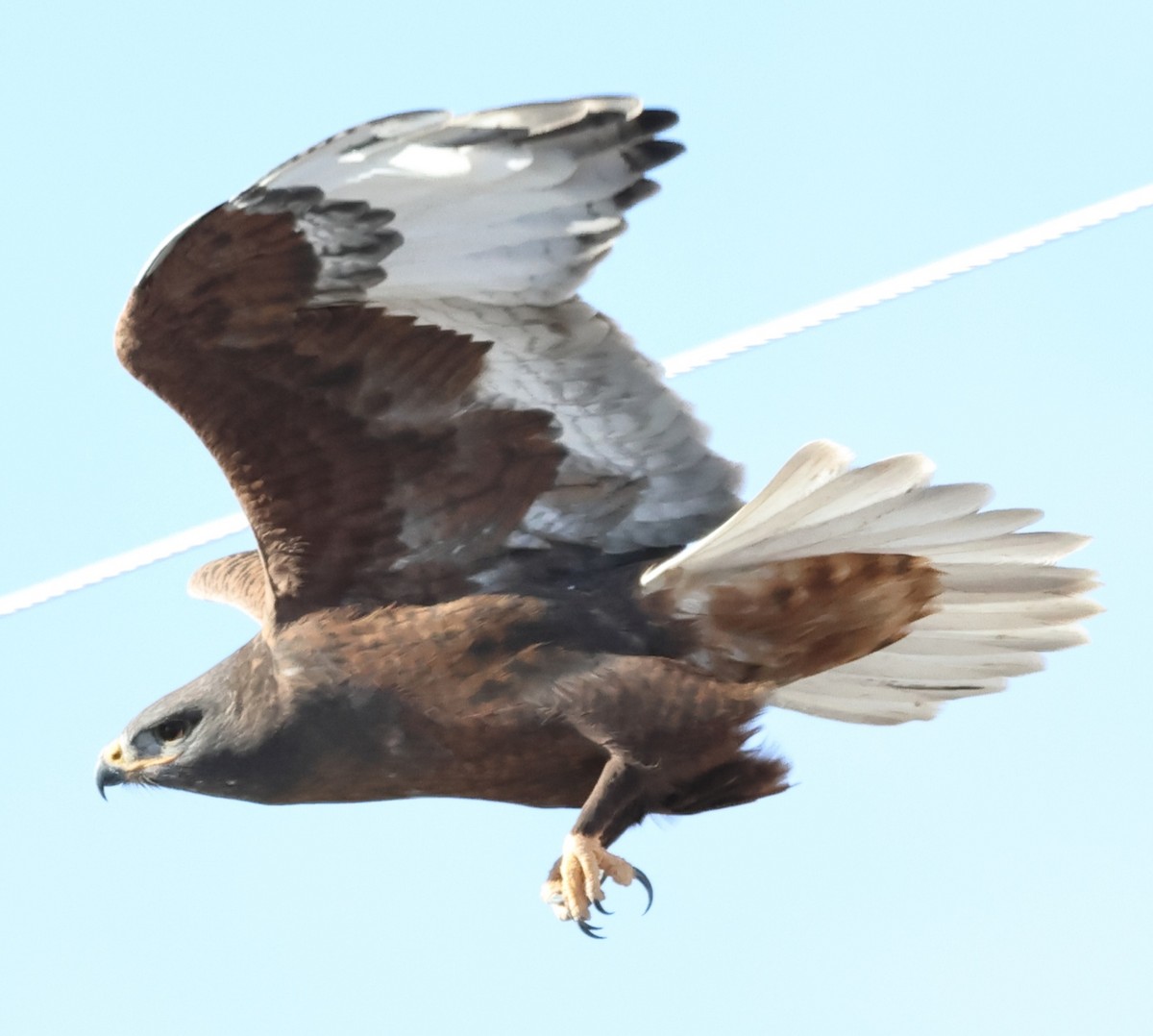 Ferruginous Hawk - ML613334545