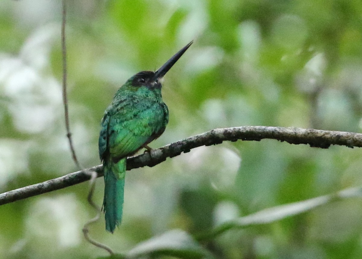 White-chinned Jacamar - ML613334597