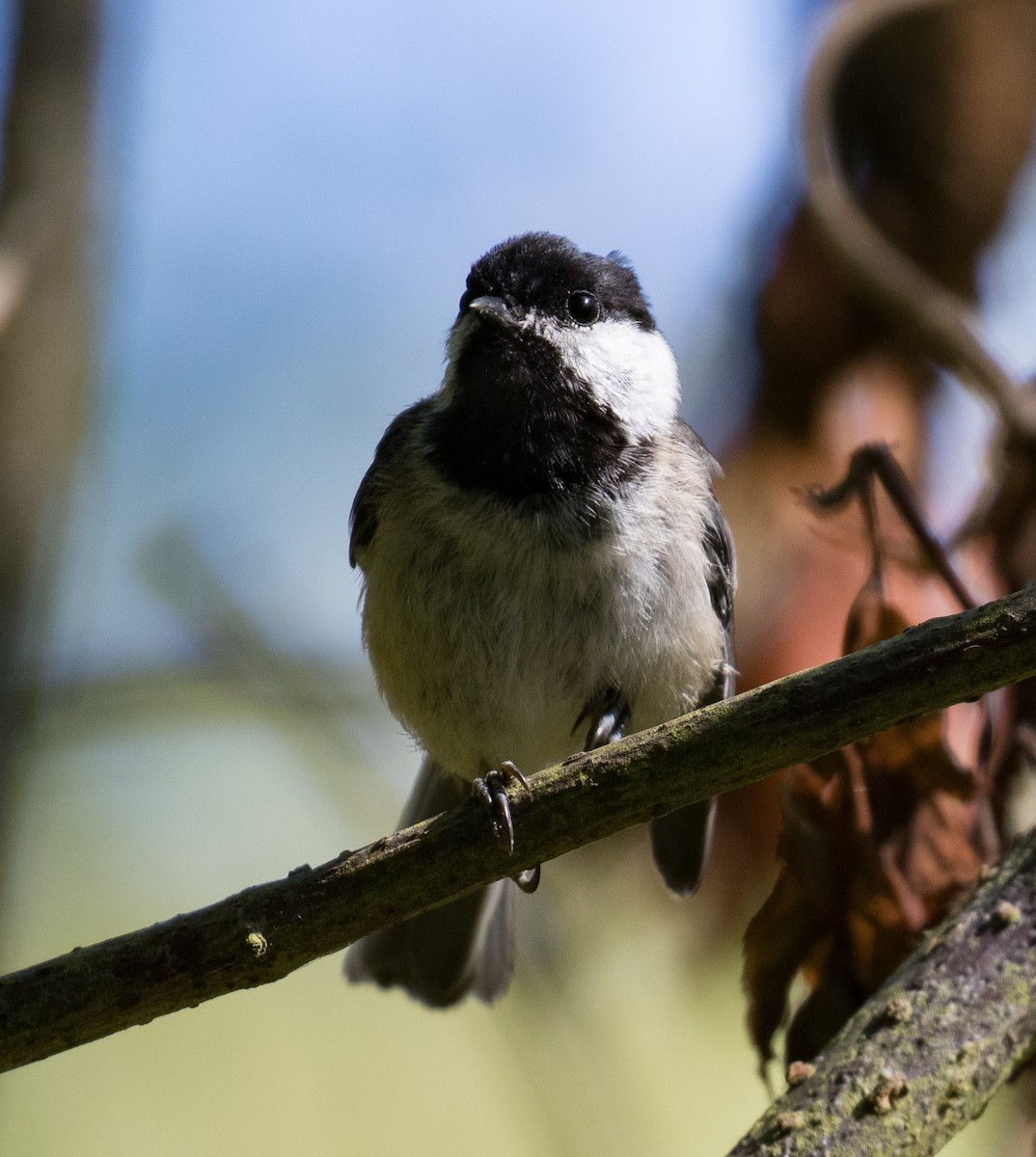 Mésange à tête noire - ML613334621