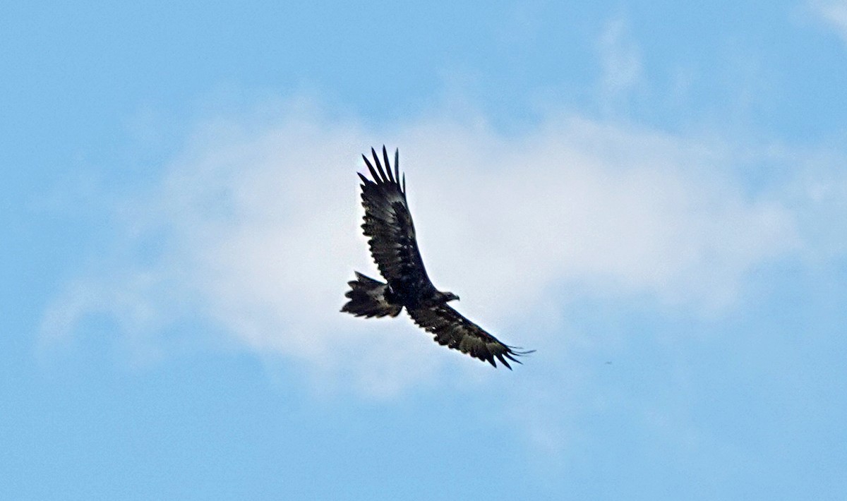 Wedge-tailed Eagle - Russell Scott