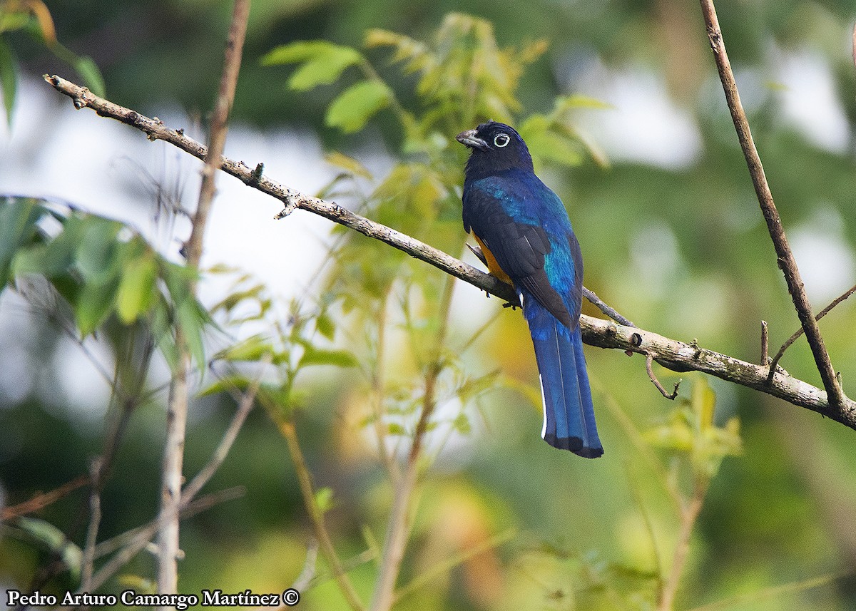 Green-backed Trogon - ML613334763