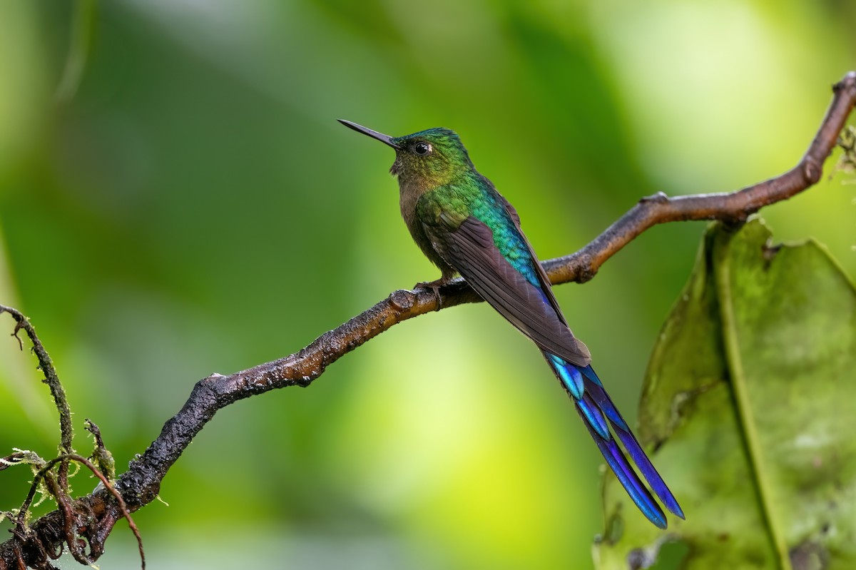 Violet-tailed Sylph - ML613334860