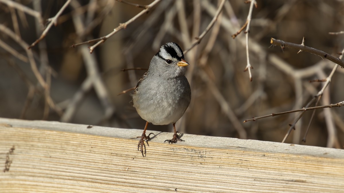 White-crowned Sparrow - ML613334865