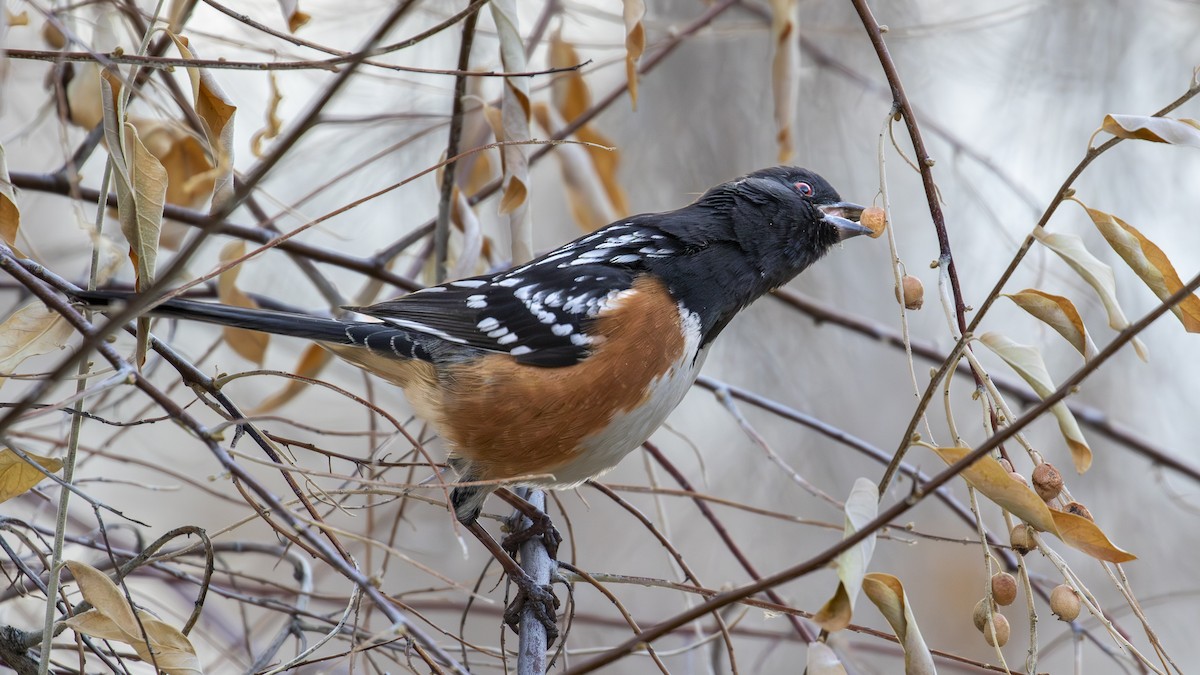 Spotted Towhee - ML613334883