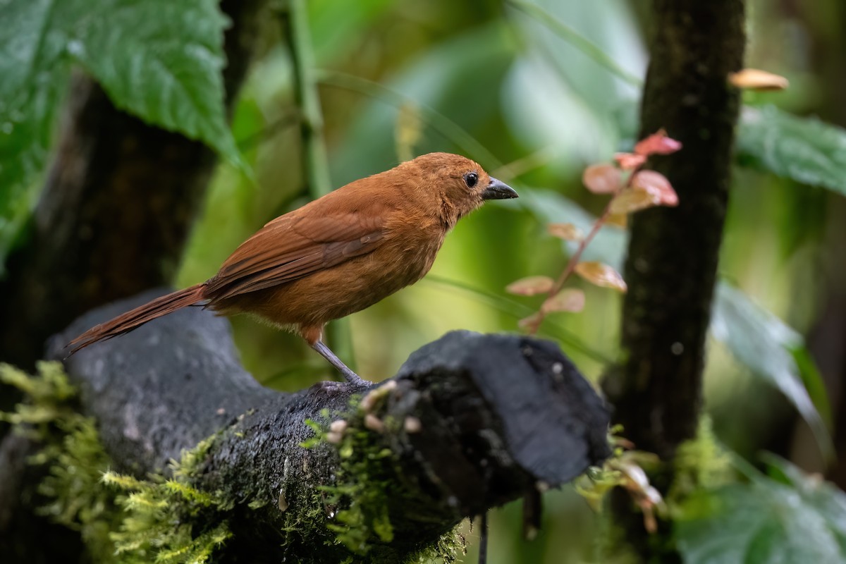 White-lined Tanager - ML613334891