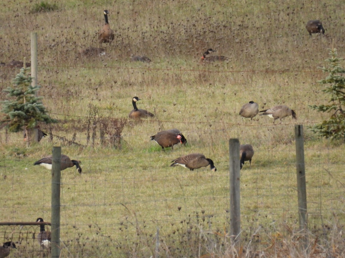 Canada Goose (occidentalis/fulva) - ML613334920