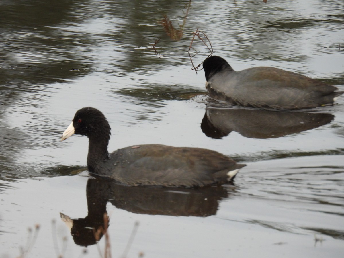 American Coot - ML613334962