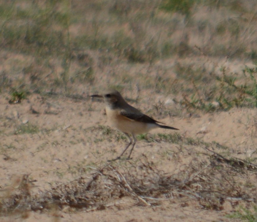Desert Wheatear - ML613334976