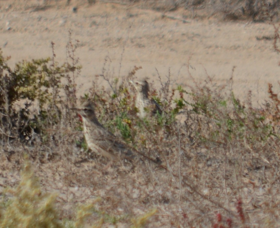 Crested Lark - ML613334978