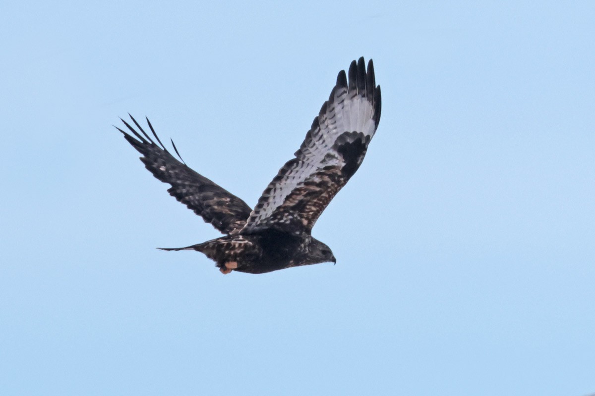 Rough-legged Hawk - ML613334979