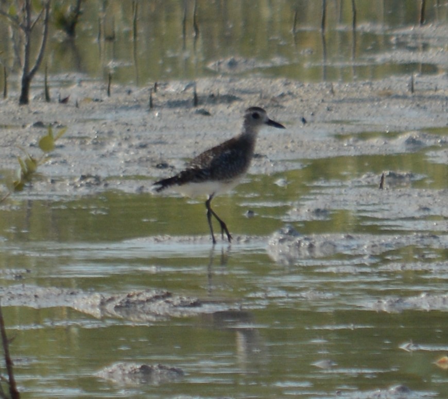Black-bellied Plover - ML613334980