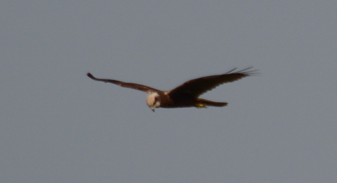 Western Marsh Harrier - ML613334982