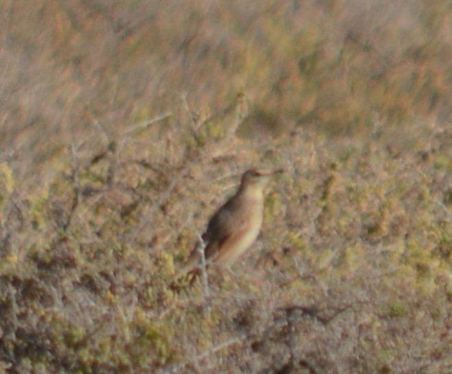 Long-billed Pipit - ML613334989
