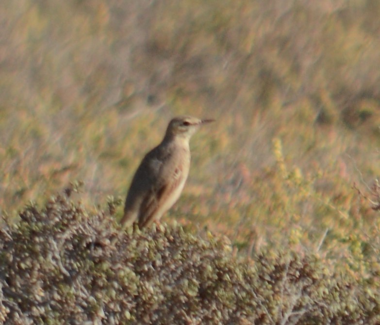 Long-billed Pipit - ML613334992