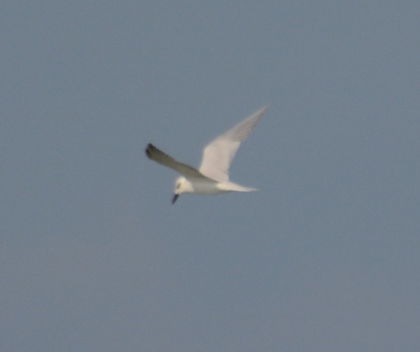Gull-billed Tern - ML613334998