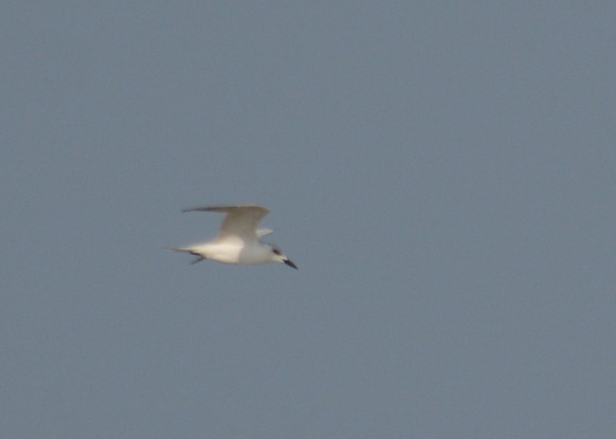 Gull-billed Tern - ML613334999